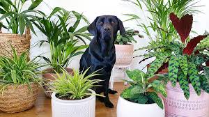 The Most Popular Pet-Safe and People-Friendly Houseplants